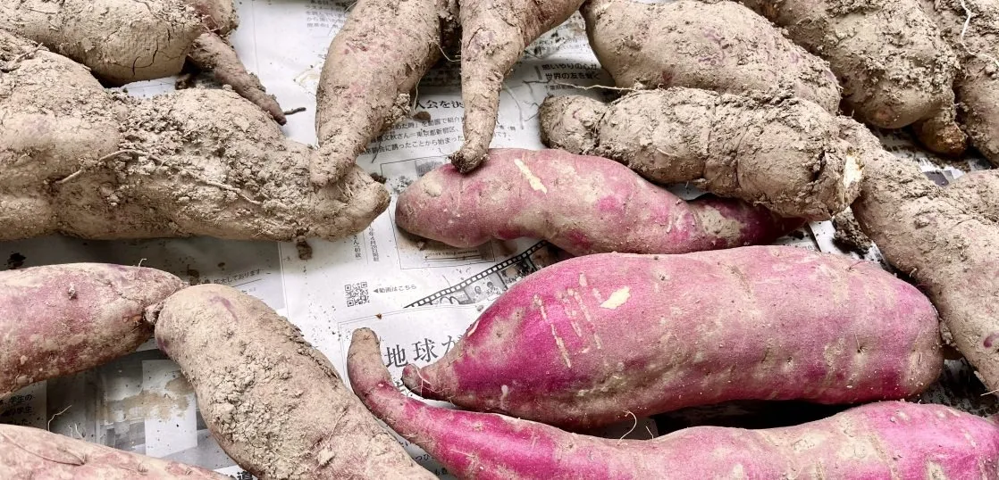 さつまいも堀り