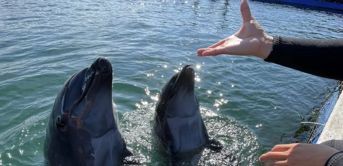 イルカセラピー